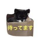 たびちゃん（個別スタンプ：16）
