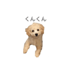 アポ（個別スタンプ：1）