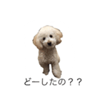 アポ（個別スタンプ：6）