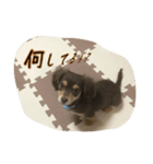 チョコ@チョコ（個別スタンプ：8）