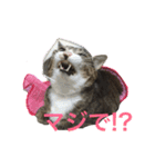 酒井さんちのあずきくん（個別スタンプ：5）