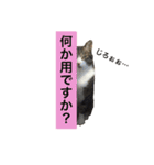酒井さんちのあずきくん（個別スタンプ：7）