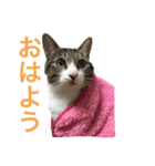酒井さんちのあずきくん（個別スタンプ：8）