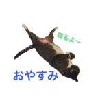 酒井さんちのあずきくん（個別スタンプ：9）