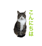 酒井さんちのあずきくん（個別スタンプ：10）