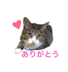 酒井さんちのあずきくん（個別スタンプ：12）
