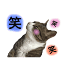 酒井さんちのあずきくん（個別スタンプ：16）