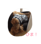 ラブ.わんちゃん（個別スタンプ：3）