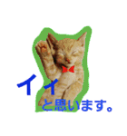 激カワ子猫スタンプ～日常会話～（個別スタンプ：11）