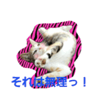 激カワ子猫スタンプ～日常会話～（個別スタンプ：13）