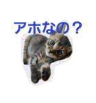 激カワ子猫スタンプ～日常会話～（個別スタンプ：17）