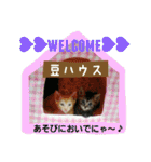 激カワ子猫スタンプ～日常会話～（個別スタンプ：39）