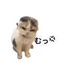 もことここのにゃん姉妹スタンプ（個別スタンプ：2）