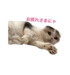 もことここのにゃん姉妹スタンプ（個別スタンプ：4）