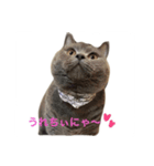 もことここのにゃん姉妹スタンプ（個別スタンプ：5）
