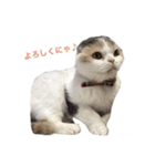 もことここのにゃん姉妹スタンプ（個別スタンプ：6）