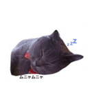 もことここのにゃん姉妹スタンプ（個別スタンプ：7）
