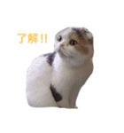 もことここのにゃん姉妹スタンプ（個別スタンプ：8）