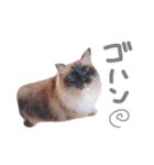 あろとはな。（個別スタンプ：4）