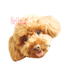 Luku's Life✴︎（個別スタンプ：2）