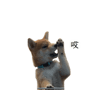 Shiba Inu is, Tweet when you are young 2（個別スタンプ：1）