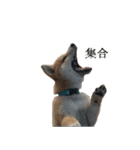 Shiba Inu is, Tweet when you are young 2（個別スタンプ：2）