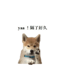 Shiba Inu is, Tweet when you are young 2（個別スタンプ：3）