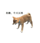 Shiba Inu is, Tweet when you are young 2（個別スタンプ：4）