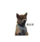 Shiba Inu is, Tweet when you are young 2（個別スタンプ：5）