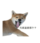 Shiba Inu is, Tweet when you are young 2（個別スタンプ：6）