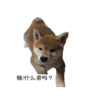 Shiba Inu is, Tweet when you are young 2（個別スタンプ：7）