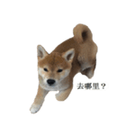 Shiba Inu is, Tweet when you are young 2（個別スタンプ：8）