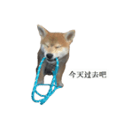 Shiba Inu is, Tweet when you are young 2（個別スタンプ：9）