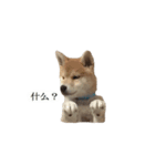 Shiba Inu is, Tweet when you are young 2（個別スタンプ：10）