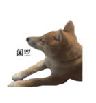 Shiba Inu is, Tweet when you are young 2（個別スタンプ：11）