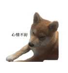 Shiba Inu is, Tweet when you are young 2（個別スタンプ：12）