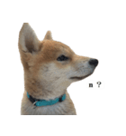 Shiba Inu is, Tweet when you are young 2（個別スタンプ：13）