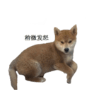 Shiba Inu is, Tweet when you are young 2（個別スタンプ：14）
