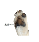 Shiba Inu is, Tweet when you are young 2（個別スタンプ：15）