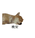 Shiba Inu is, Tweet when you are young 2（個別スタンプ：16）