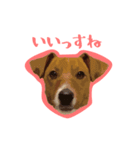 jack君（個別スタンプ：1）