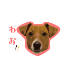 jack君（個別スタンプ：2）