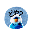 ぽんぽんインコさん（個別スタンプ：7）