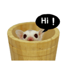 Sugarglider Little Momo（個別スタンプ：1）