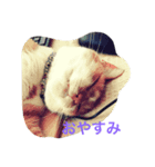 ねこで会話（個別スタンプ：1）