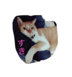 ねこで会話（個別スタンプ：2）