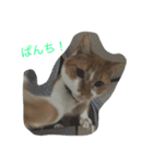ねこで会話（個別スタンプ：3）