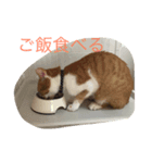 ねこで会話（個別スタンプ：5）