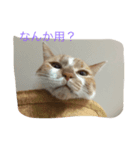 ねこで会話（個別スタンプ：6）