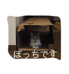 ねこで会話（個別スタンプ：7）
